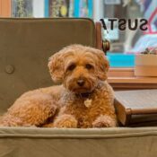 Dog sitting on a sofa